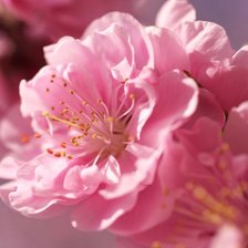 Cross stitch pattern: #53497