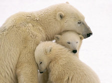 Cross stitch pattern: #54126