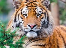 Cross stitch pattern: #54437