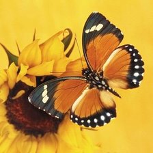 Cross stitch pattern: #56489