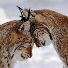 Cross stitch pattern: #59245