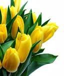 Cross stitch pattern: #63855