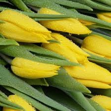 Cross stitch pattern: #63866