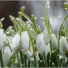 Cross stitch pattern: #67834