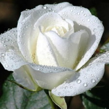 Cross stitch pattern: #69249