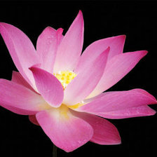 Cross stitch pattern: #69272