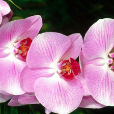 Cross stitch pattern: #69284