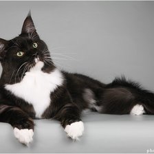 Cross stitch pattern: #70770