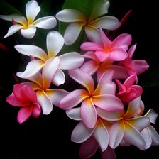 Cross stitch pattern: #70797