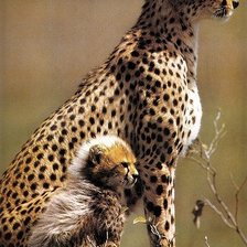 Cross stitch pattern: #70832
