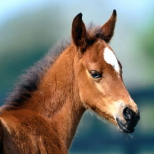 Cross stitch pattern: #71647