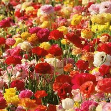 Cross stitch pattern: #74959
