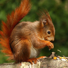 Cross stitch pattern: #74970