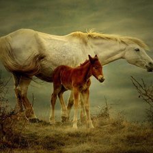 Cross stitch pattern: #74974