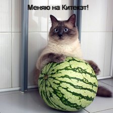 Cross stitch pattern: #74975