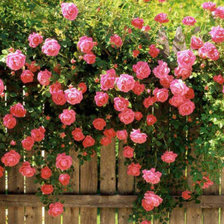 Cross stitch pattern: #75260