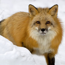 Cross stitch pattern: #76774