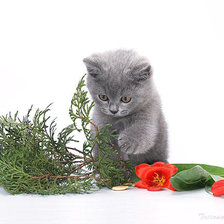 Cross stitch pattern: #77429