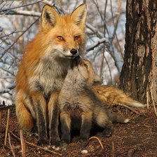 Cross stitch pattern: #77432