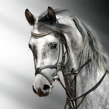 Cross stitch pattern: #79420