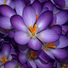 Cross stitch pattern: #79427