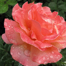 Cross stitch pattern: #80931