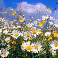 Cross stitch pattern: #82767