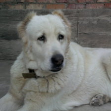 Cross stitch pattern: #86399