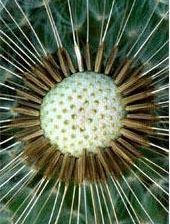 Cross stitch pattern: #87404