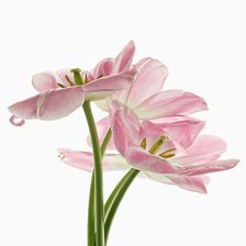 Cross stitch pattern: #90533