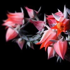 Cross stitch pattern: #91699