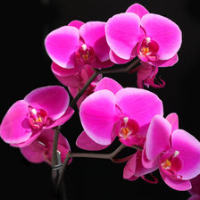 Cross stitch pattern: #91718