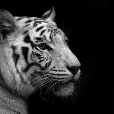 Cross stitch pattern: #91732