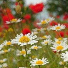 Cross stitch pattern: #91742