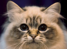 Cross stitch pattern: #92868