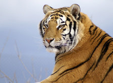 Cross stitch pattern: #93610