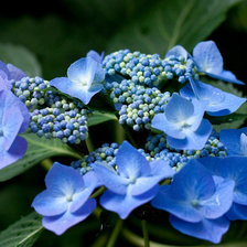 Cross stitch pattern: #98023