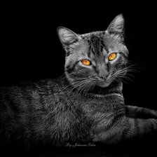 Cross stitch pattern: #98045