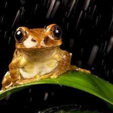 Cross stitch pattern: #98054