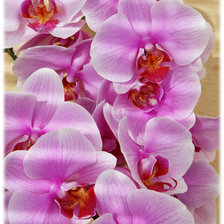 Cross stitch pattern: #100862