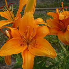 Cross stitch pattern: #102805