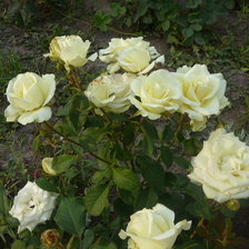 Cross stitch pattern: #102806