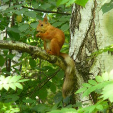 Cross stitch pattern: #102808