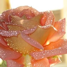 Cross stitch pattern: #103063