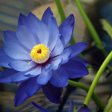 Cross stitch pattern: #103067