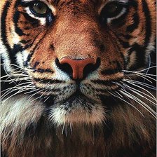 Cross stitch pattern: #103069