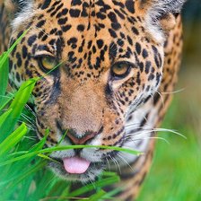 Cross stitch pattern: #103075