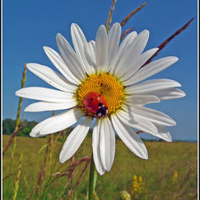 Cross stitch pattern: #104382