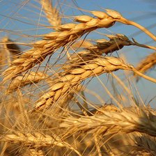 Cross stitch pattern: #104398