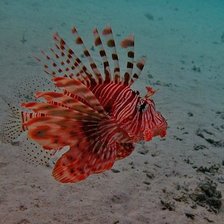 Cross stitch pattern: #104402